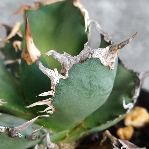 【F7920】【極上SS級！台湾産！超希少チタノタ】 アガベ チタノタ 烈焔 Agave titanotaの画像3