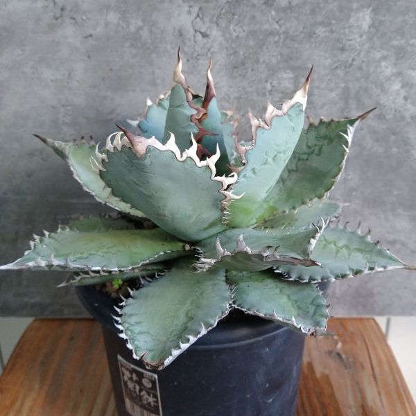 【F7932】現品！SS級極上株！！【極上US産！！】特選！アガベ チタノタ ライオンズメーン Agave titanota_画像2