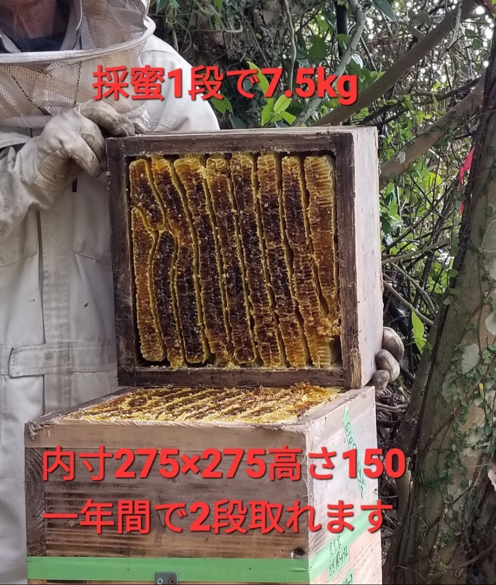 日本ミツバチの蜜カス500g■分蜂群例年50数群捕獲★人工ルアーに勝る誘引力■奥義説明書同封■人工ルアーの効果15日自然蜜カスは1年の効果_画像9