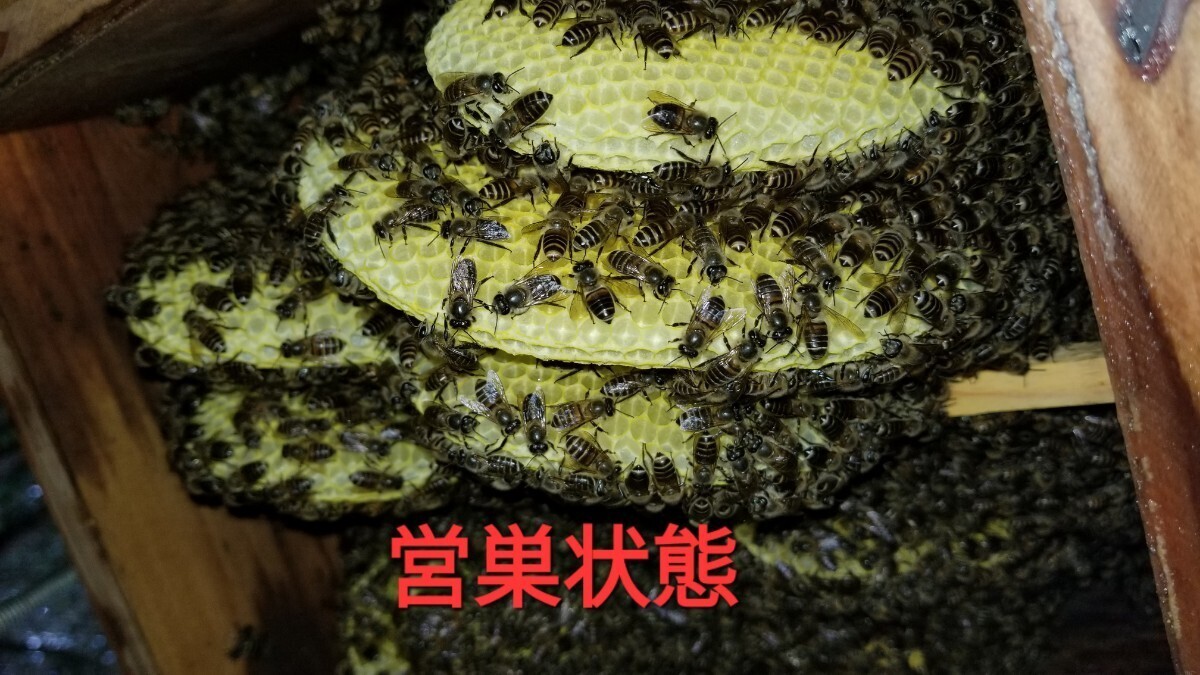 ■誘引効果抜群100%■日本ミツバチ分蜂誘引液■誘引液1本500gミツロウ25g■当方の捕獲抜群の捕獲奥義書同封します(例年50数群)_画像6