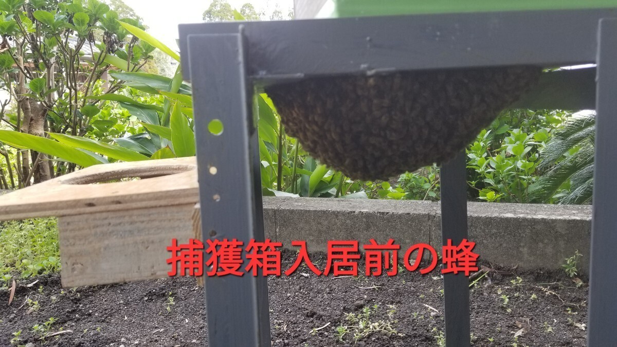 ■日本ミツバチ分蜂始まる３月10日～■日本ミツバチ分蜂誘引液■誘引液1本ミツロウ25g■当方の捕獲抜群の捕獲奥義書同封します(例年50数群)の画像4