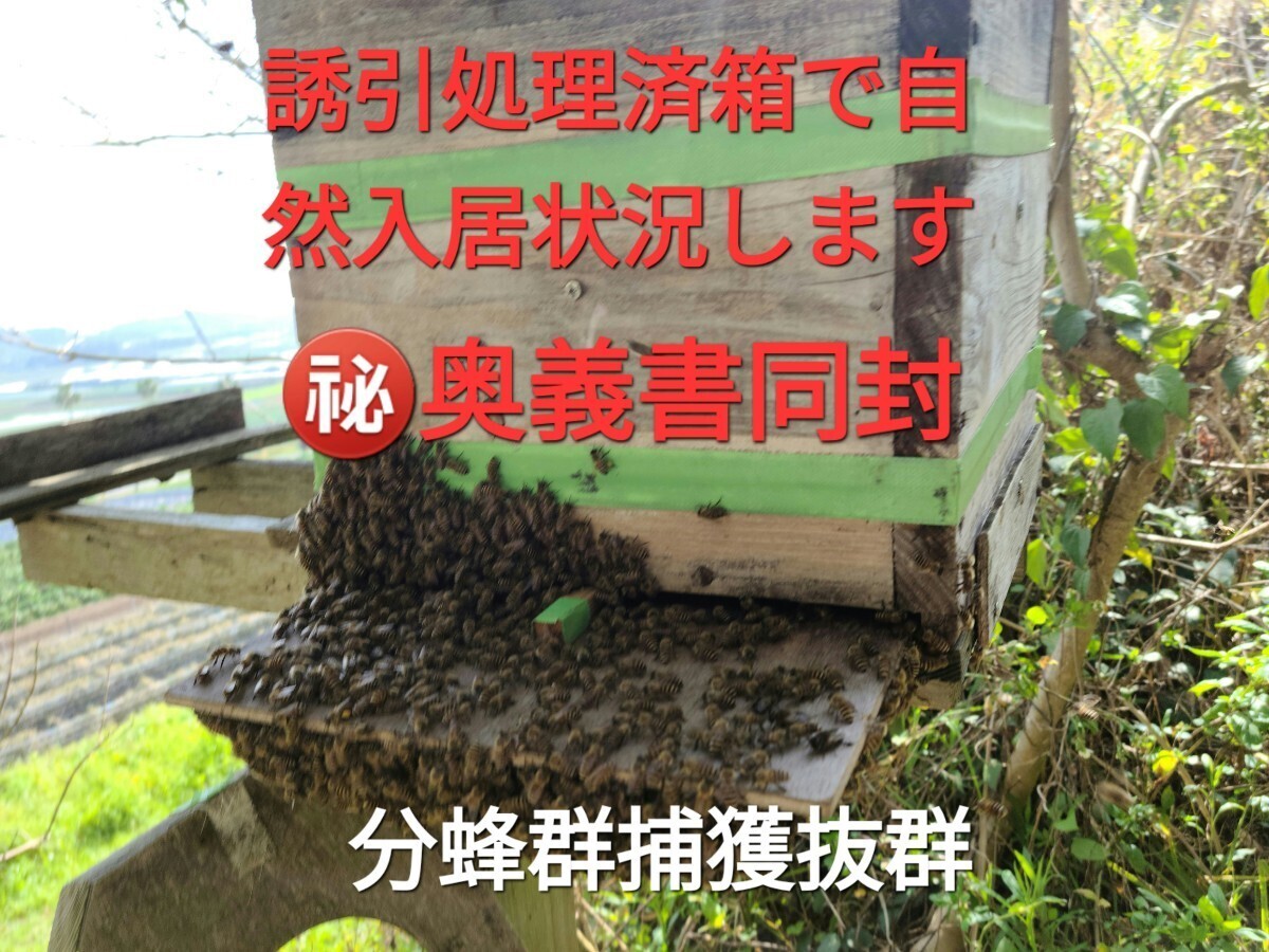■誘引効果抜群100%■日本ミツバチ分蜂誘引液■誘引液1本500gミツロウ25g■当方の捕獲抜群の捕獲奥義書同封します(例年50数群)_画像2