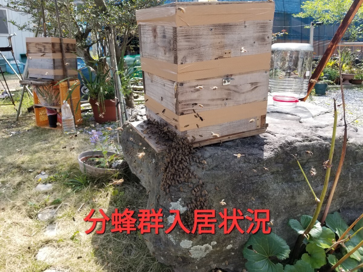 日本ミツバチの分蜂群「5日間配送可」底板(夏用)と継ぎ箱１個付け無料配送令和５年は東北地方まで20数群出荷実績あり(今季5群発送済み)_画像2