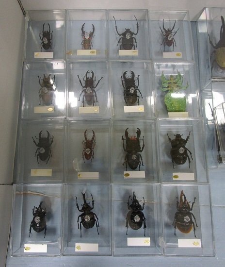 ■デアゴスティーニ 世界の昆虫 DATE BOOK 等身大 標本 フィギュア カブトムシ・とんぼ等 29個セット_画像7