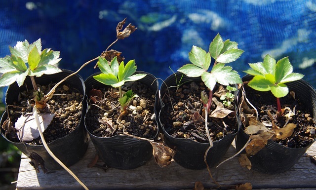 アシタバ（明日葉）　ポリポット植え　４鉢_プランターか、地植えにお勧めの栄養野菜