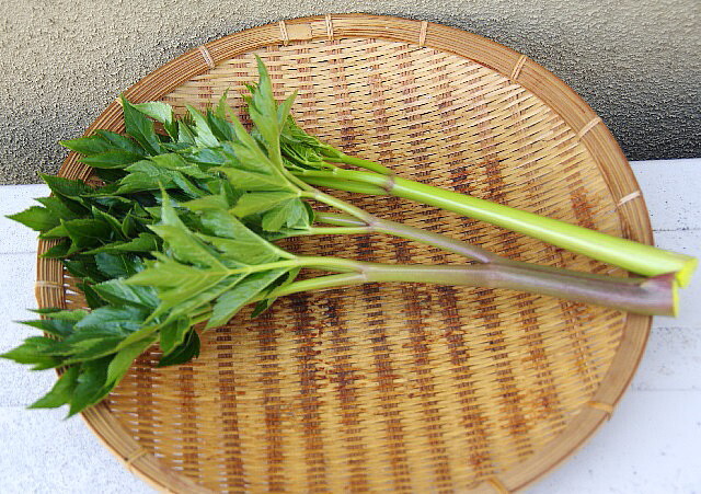 アシタバ（明日葉）　ポリポット植え　６鉢_若葉を食用にします