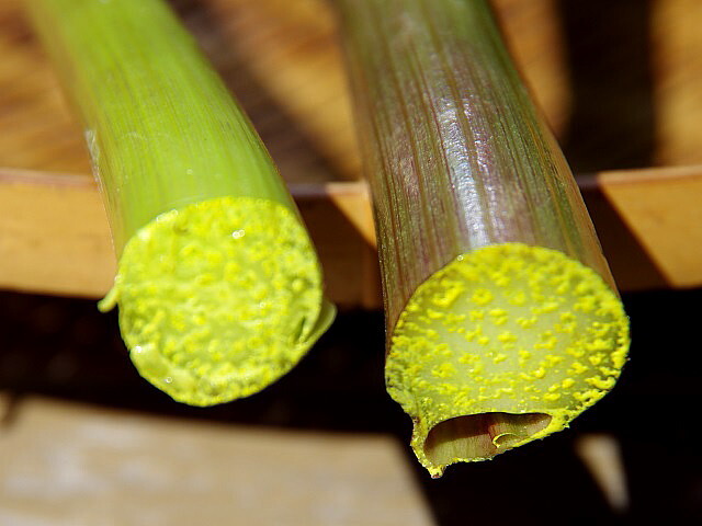 アシタバ（明日葉）　ポリポット植え　４鉢_切ると、粘り気のある黄色い汁が出てきます