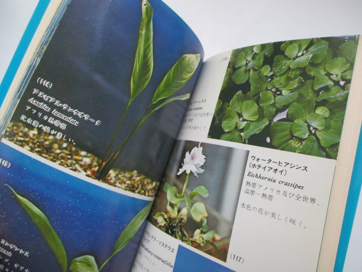 水草の世界　カラーガイドブック　山崎美津夫　１９７８年初版　緑書房_画像6