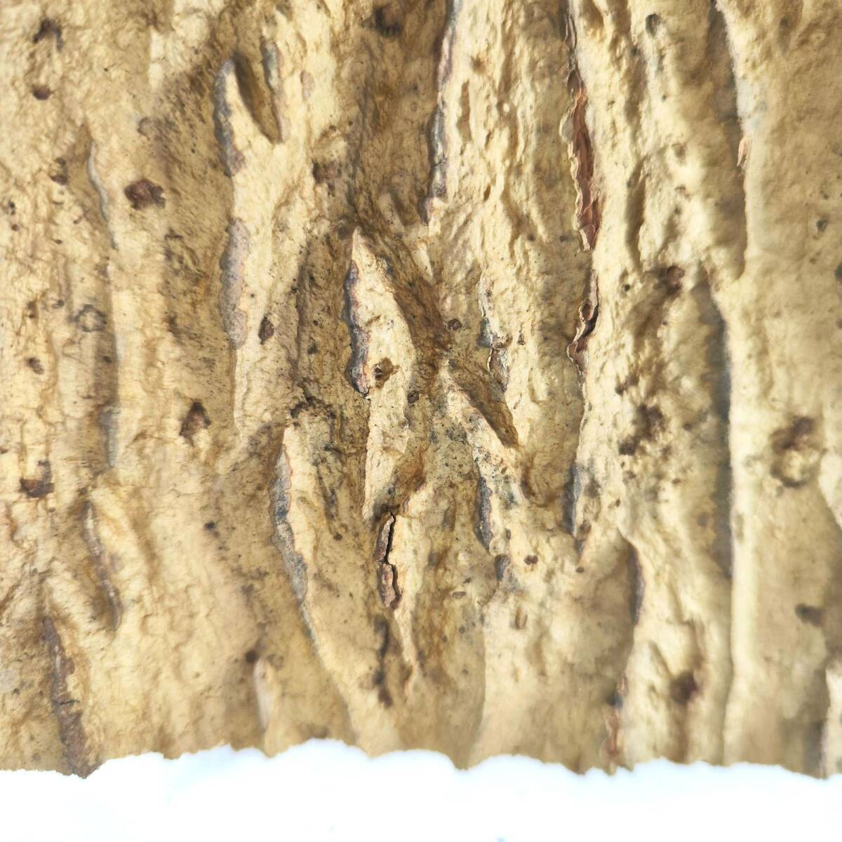 c3093【2枚set】 コルク樹皮 コルク板 バージンコルク 15×20cm 送料無料  チランジア ビカクシダ 着生ラン 両生類 爬虫類の画像7