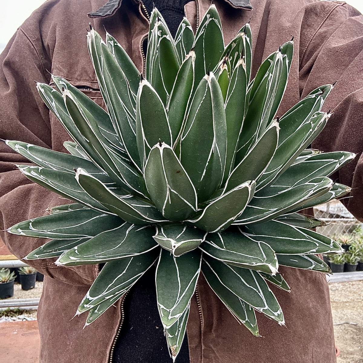 【Lj_plants】W470 多肉植物 アガベ 実生笹の雪 厳選 大株 極上美株_画像2