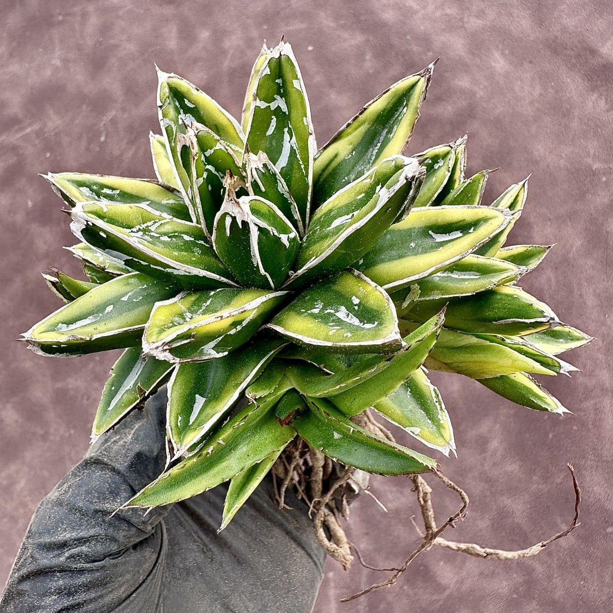 【Lj_plants】W528 多肉植物 アガベ 笹の雪 輝山 覆輪錦 極上美株 付子株同梱_画像2