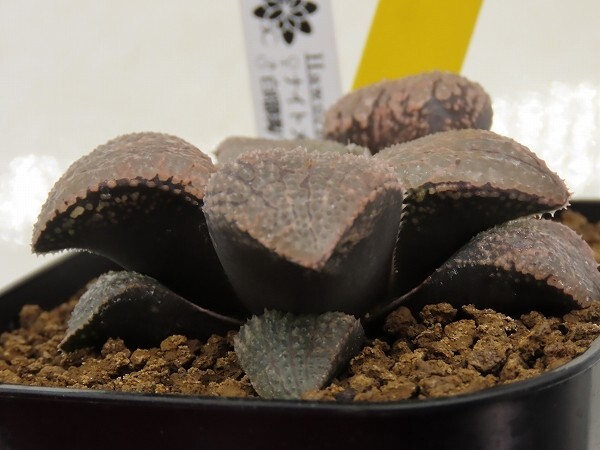 ■[Y109]ナイトメア×白瑠璃パルナシウス　実生　未繁殖　ヤマト運輸 【多肉植物　Haworthia　ハオルチア　ハオルシア】_画像3