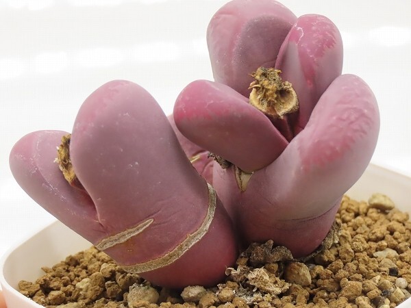 ■[Y178]optica 'Rubra' 紅大内玉　実生苗　ヤマト運輸 【多肉植物　Lithops リトープス】_画像2