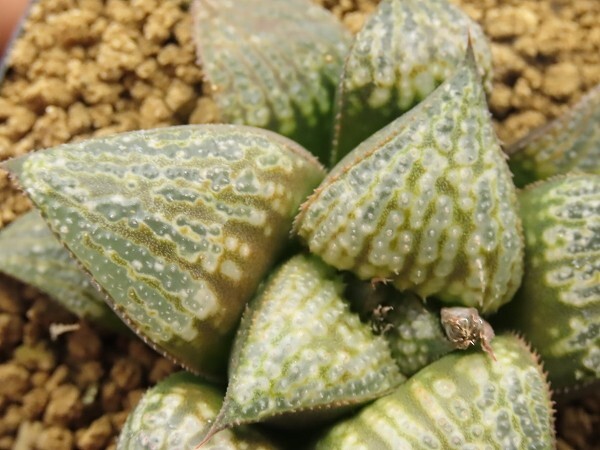 ■[W064]ティファニー実生×古都姫葵F2　実生　未繁殖　ヤマト運輸 【多肉植物　Haworthia　ハオルチア　ハオルシア】_画像2