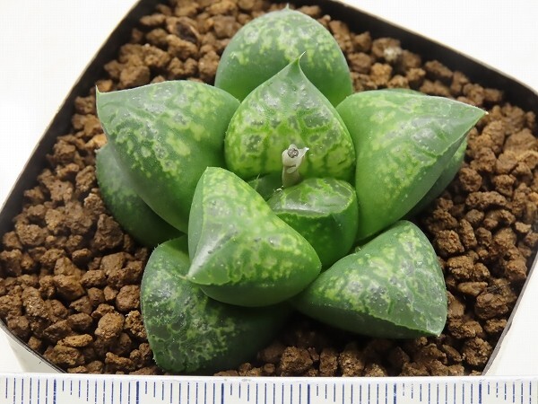 ■[W018]仮面舞踏会　ヤマト運輸 【多肉植物　Haworthia　ハオルチア　ハオルシア】_画像2