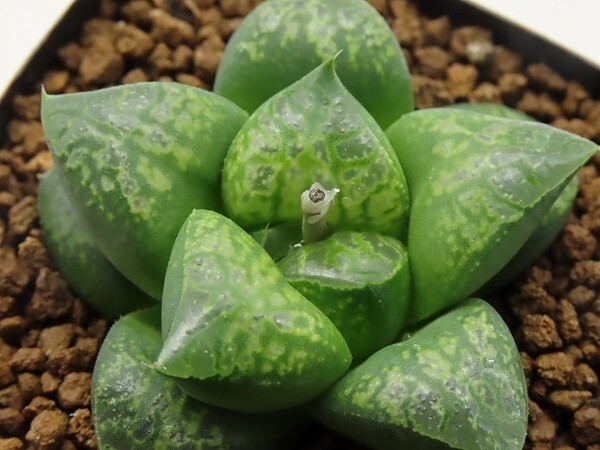 ■[W018]仮面舞踏会　ヤマト運輸 【多肉植物　Haworthia　ハオルチア　ハオルシア】_画像1