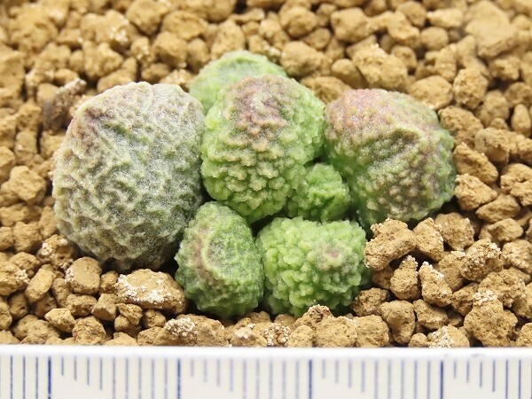 ■[W174]herrei green ball ヘレー　グリーンボール　ヤマト運輸 【多肉植物　Adromischus アドロミスクス】_画像4