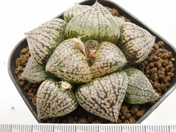 ■[W113]海ほたるF2×塚原白雪姫実生　実生　未繁殖　ヤマト運輸 【多肉植物　Haworthia　ハオルチア　ハオルシア】_画像4