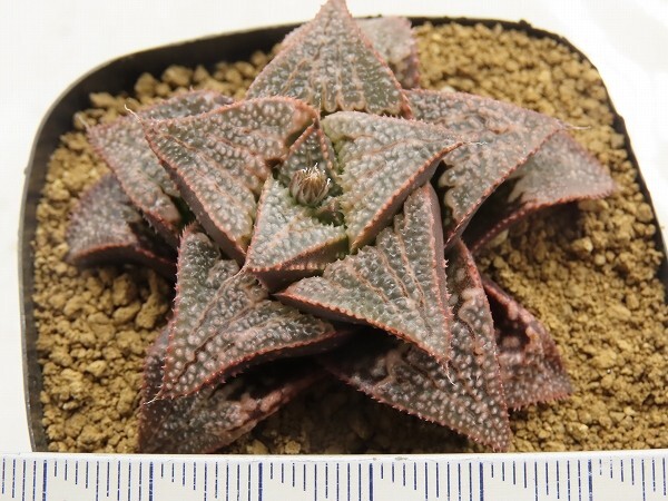 ■[Y072]ブーメランBig×Mary　実生　未繁殖　ヤマト運輸 【多肉植物　Haworthia　ハオルチア　ハオルシア】_画像4