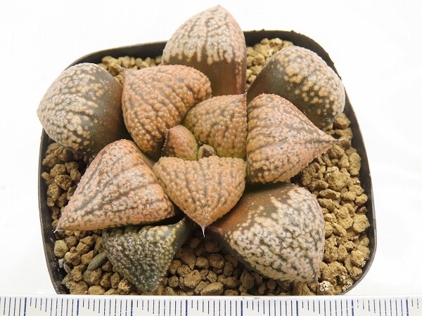 ■[Y064]ムーンチャイルド×前人未踏　実生　未繁殖　ヤマト運輸 【多肉植物　Haworthia　ハオルチア　ハオルシア】_画像4