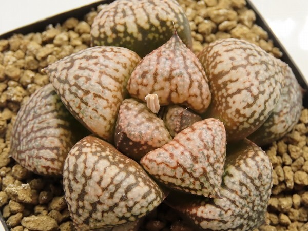 ■[Y059]海ほたるF2×海ほたるF1　実生　未繁殖　ヤマト運輸 【多肉植物　Haworthia　ハオルチア　ハオルシア】_画像1