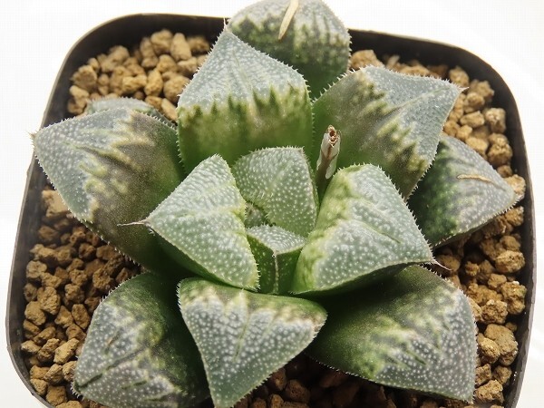 ■[Y015]ブーメランBig　ヤマト運輸 【多肉植物　Haworthia　ハオルチア　ハオルシア】_画像1