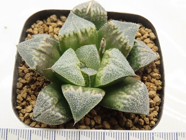 ■[Y015]ブーメランBig　ヤマト運輸 【多肉植物　Haworthia　ハオルチア　ハオルシア】_画像3