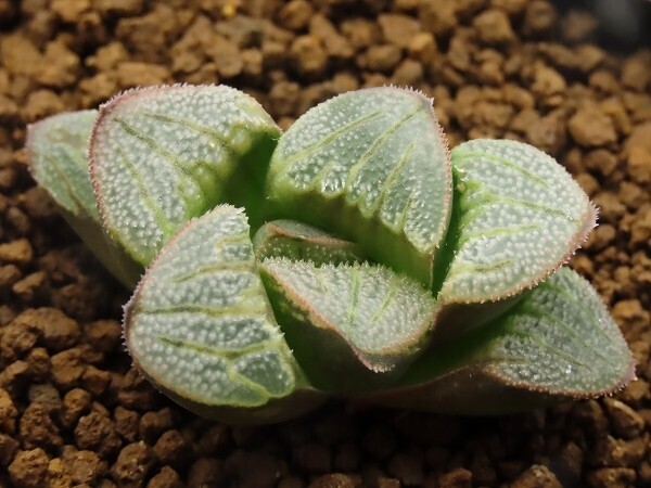 ■[Y001]アリエス　ヤマト運輸 【多肉植物　Haworthia　ハオルチア　ハオルシア】_画像1