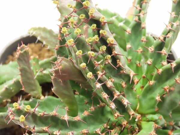 ■[Y158]stellata　飛竜　実生苗　ヤマト運輸 【多肉植物　Euphorbia ユーフォルビア】_画像6