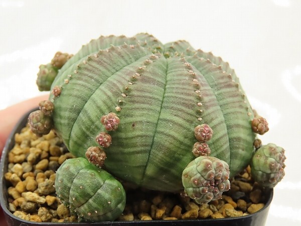 ■[Y149]obesa ssp. symmetrica 仔吹きシンメトリカ　ヤマト運輸 【多肉植物　Euphorbia ユーフォルビア】_画像4