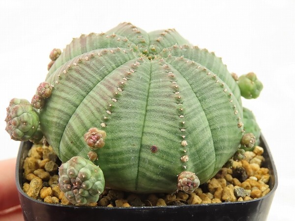 ■[Y149]obesa ssp. symmetrica 仔吹きシンメトリカ　ヤマト運輸 【多肉植物　Euphorbia ユーフォルビア】_画像2