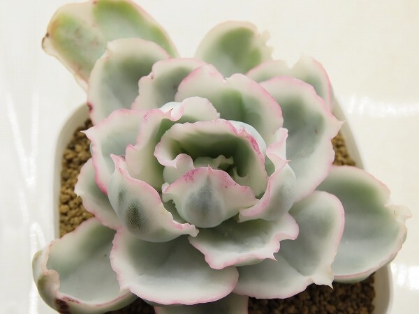 ■[Y190]バークレー錦　ヤマト運輸 【多肉植物　Echeveria　エケベリア】_画像1