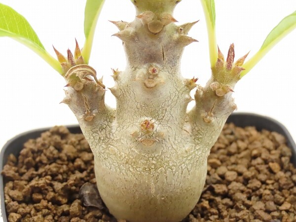 ■[Y165]windsorii　ウィンゾリー　実生苗　ヤマト運輸 【多肉植物　Pachypodium　パキポディウム】_画像3