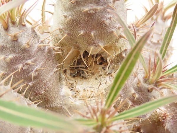 ■[Y162]cactipes　カクチペス　実生苗　ヤマト運輸 【多肉植物　Pachypodium　パキポディウム】_画像3