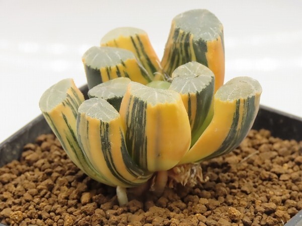 ■[W104]万象錦(P-40)　ヤマト運輸 【多肉植物　Haworthia　ハオルチア　ハオルシア】_画像2