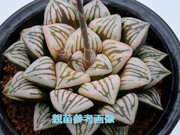 ■[W090]Crack(クラック)　ヤマト運輸 【多肉植物　Haworthia　ハオルチア　ハオルシア】_画像4