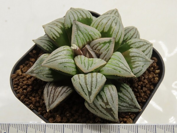 ■[W090]Crack(クラック)　ヤマト運輸 【多肉植物　Haworthia　ハオルチア　ハオルシア】_画像3