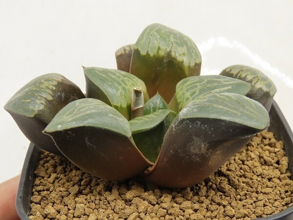 ■[W081]ウルトラC　ヤマト運輸 【多肉植物　Haworthia　ハオルチア　ハオルシア】_画像2