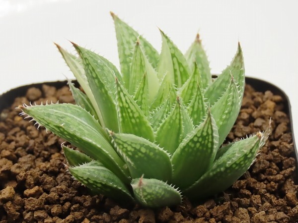 ■[W040]シュガーキャンディー錦　ヤマト運輸 【多肉植物　Haworthia　ハオルチア　ハオルシア】_画像5