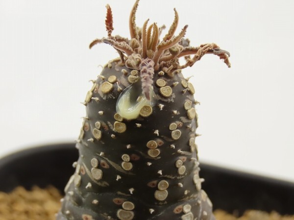 ■[W151]lancifolia　ランキフォリア　実生苗　ヤマト運輸 【多肉植物　Dorstenia　ドルステニア】_画像7