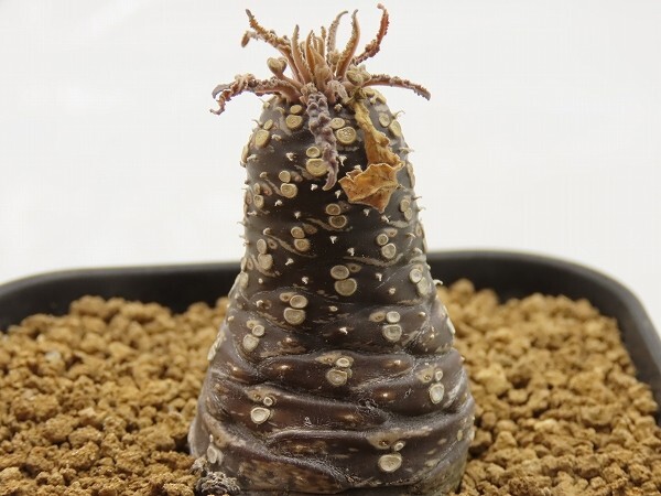 ■[W151]lancifolia　ランキフォリア　実生苗　ヤマト運輸 【多肉植物　Dorstenia　ドルステニア】_画像3