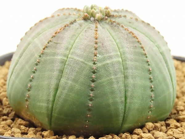 ■[W150]obesa　オベサ　実生苗　ヤマト運輸 【多肉植物　Euphorbia ユーフォルビア】_画像6