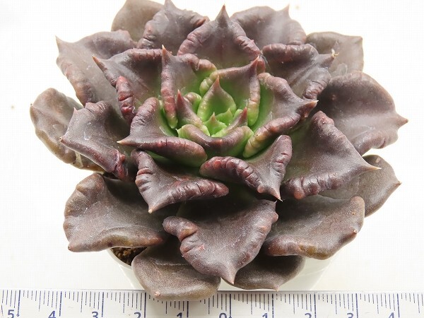 ■[W208]Super Ball スーパーボール　　ヤマト運輸 【多肉植物　Echeveria　エケベリア】_画像4