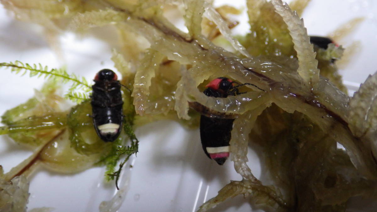 平家ホタルの15mm前後の幼虫10頭_左が雄で右が雌です