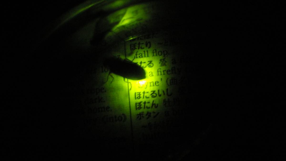 平家蛍の10mm以上の幼虫20頭_蛍火で字は読めます