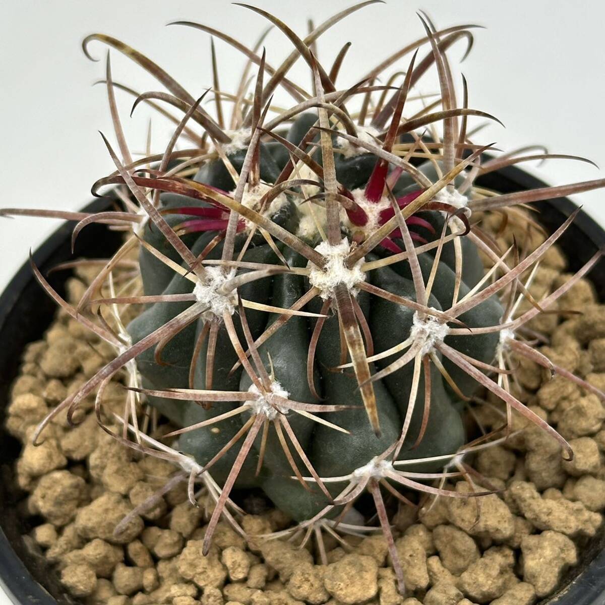 ◆フェロカクタス　紅洋丸◆サボテン・多肉植物　◆CACTI7◆1296_画像5