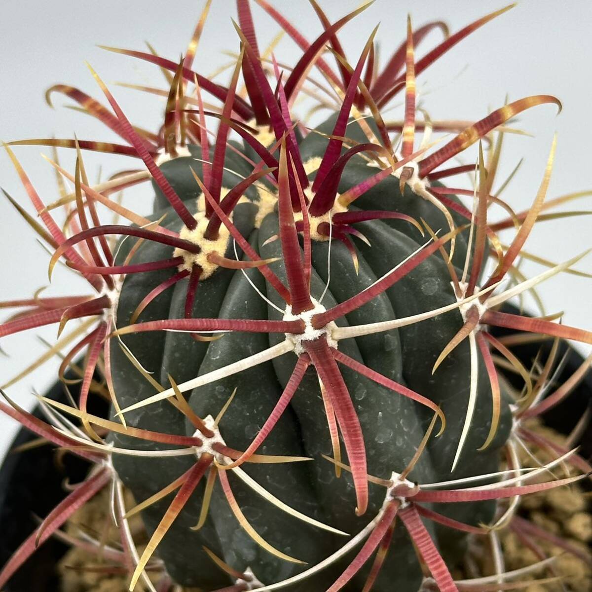 ◆フェロカクタス　神仙玉◆サボテン・多肉植物　◆CACTI7◆1242_画像4