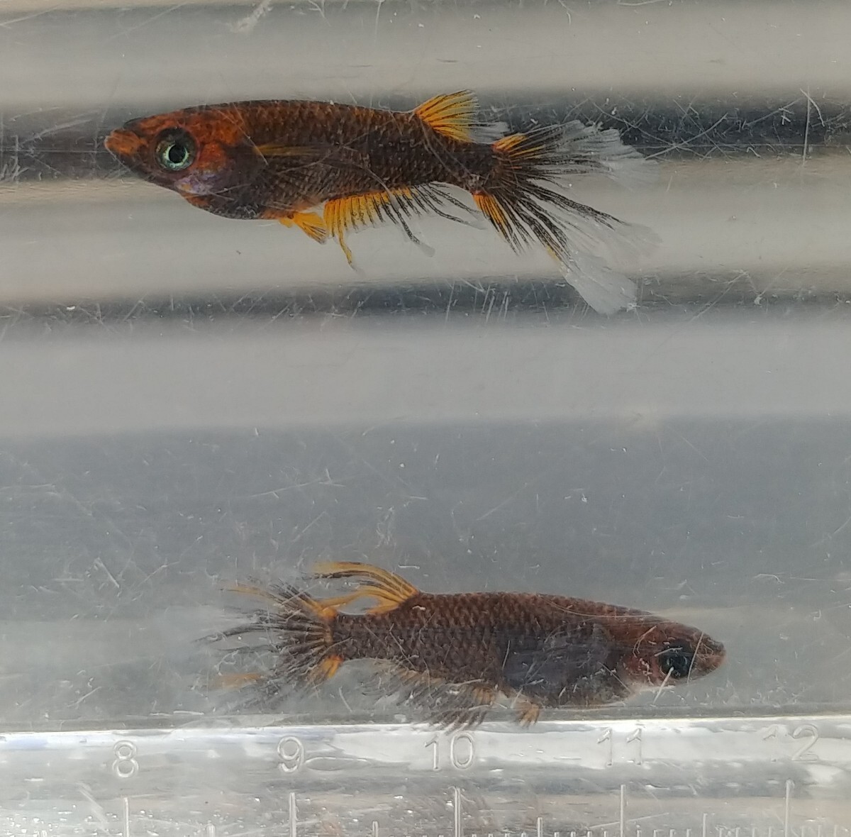 クラミツハ乱 若魚♂3匹♀4匹 kr5_画像1