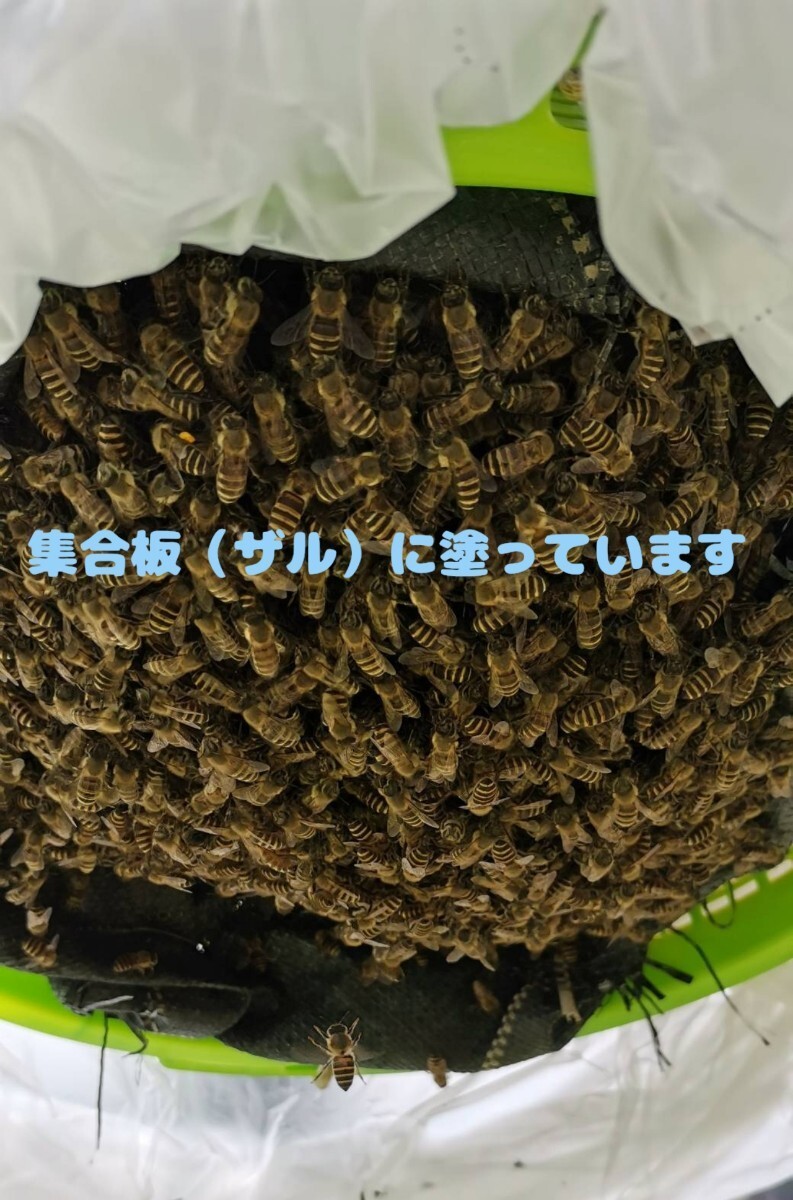 日本蜜蜂誘引液1000ml ミツロウ50g 巣クズ玉４個　キンリョウヘン　誘引ルアー_画像5
