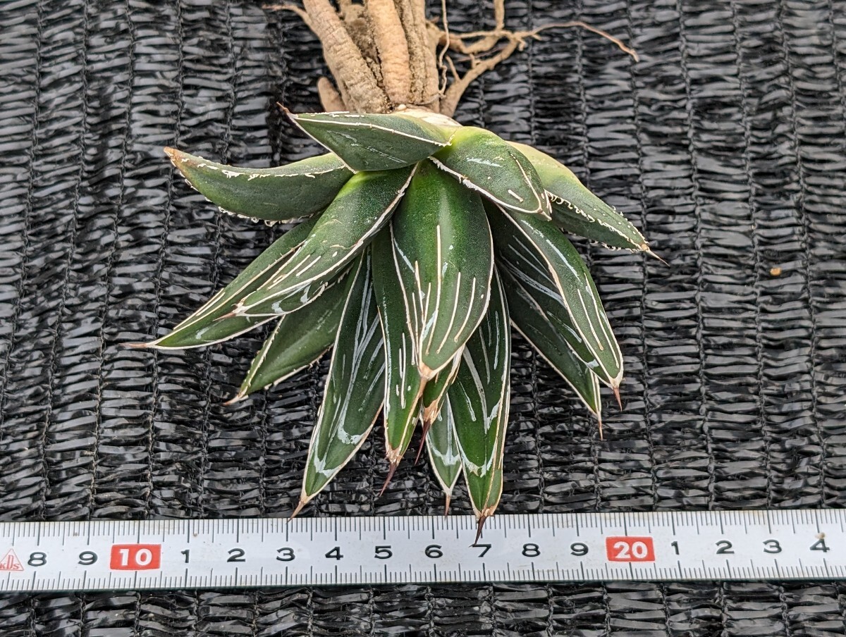 アガベ スワボダエ コンパクタ 抜き苗発送 実生 Agave victoriae-reginae ssp. swobodae Compacta_画像9